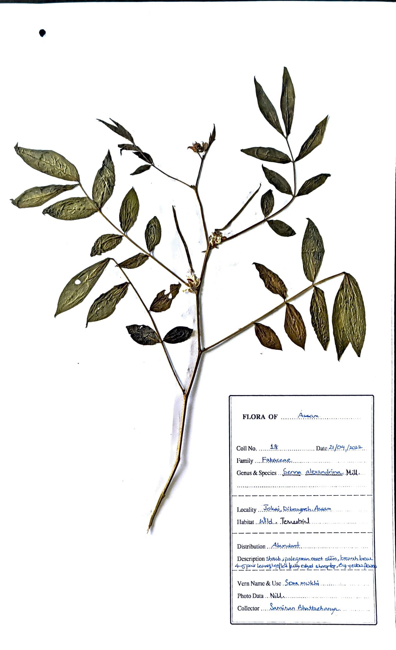 Sonamukhi (Ass.) (Herbarium)